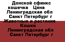 Донской сфинкс кошечка › Цена ­ 1 - Ленинградская обл., Санкт-Петербург г. Животные и растения » Кошки   . Ленинградская обл.,Санкт-Петербург г.